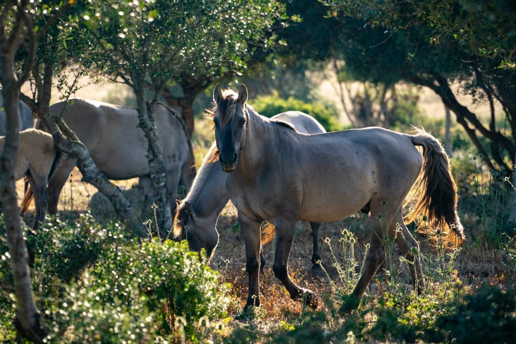 White horses in the wild - one directly facing the camera.