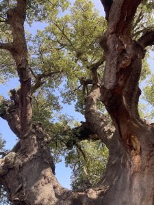 A tree photographed from below, showing its bark and green leaves on top in front of a blue sky.