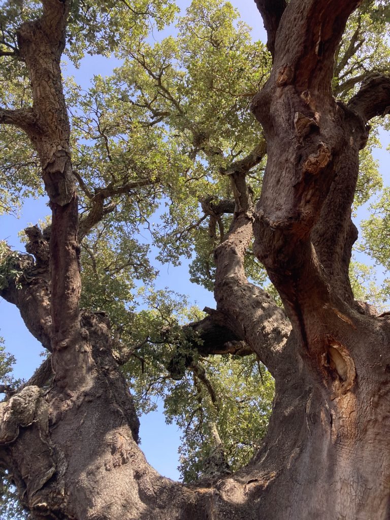 A tree photographed from below, showing its bark and green leaves on top in front of a blue sky.