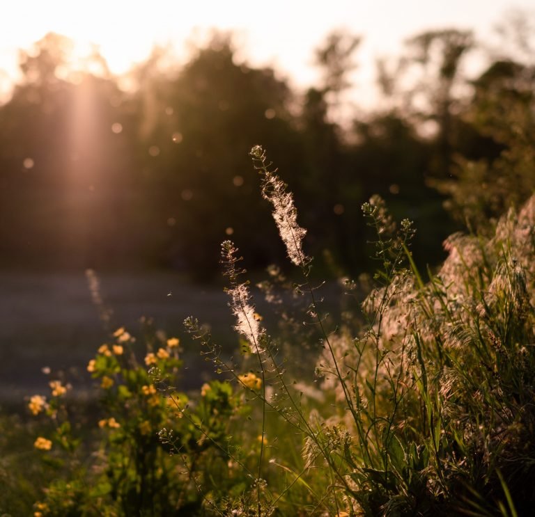 Close-up of white and yellow flowers, shining in a rising sun.