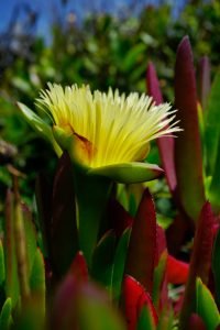 A mild yellow blossom coming from a red and green succulent.