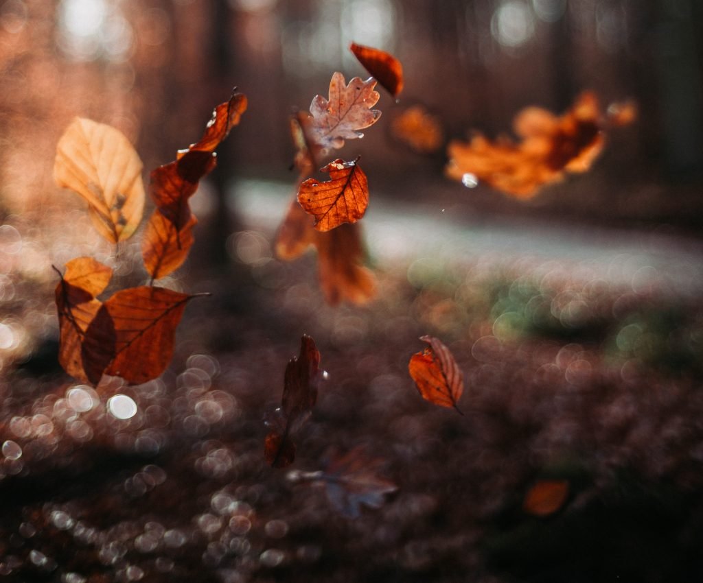 Brown and red leaves in the air - appearing to be falling down.