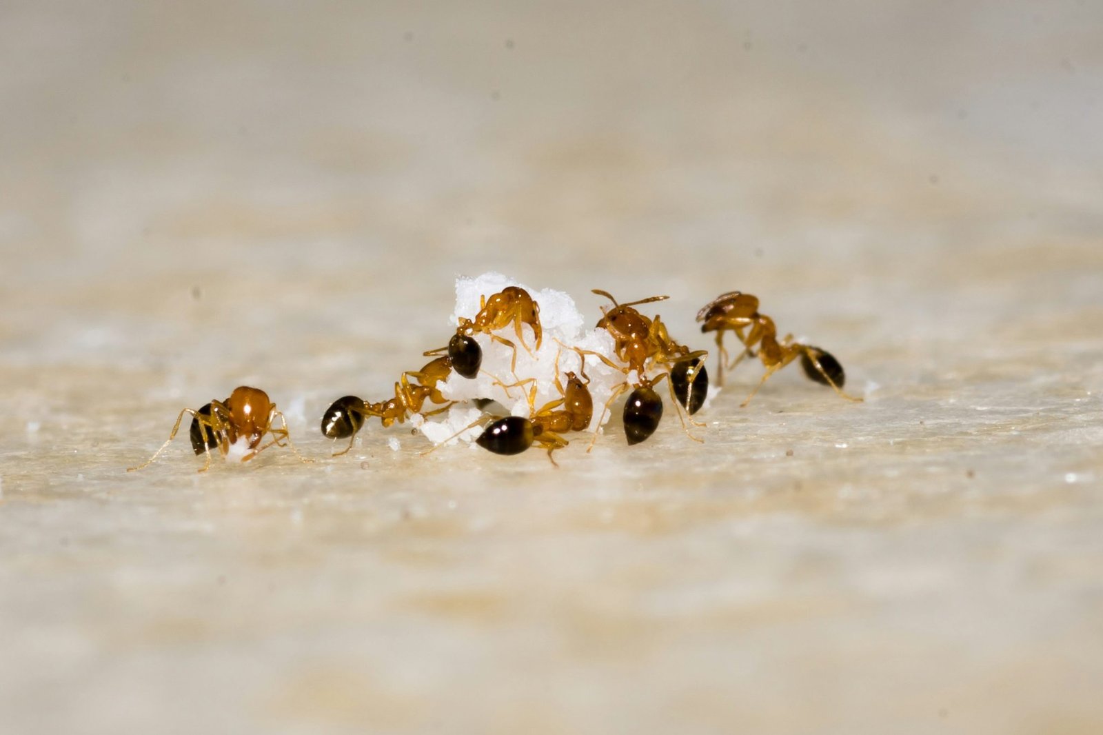 Seven red ants working on a white, crystalline substance and climbing on it.