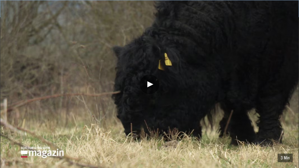 Cattle standing on a pasture grazing.