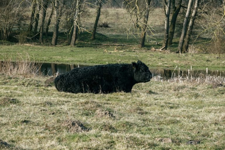 A cattle laying on the ground.