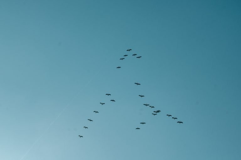 A group of birds flying in a blue sky photographed from below.