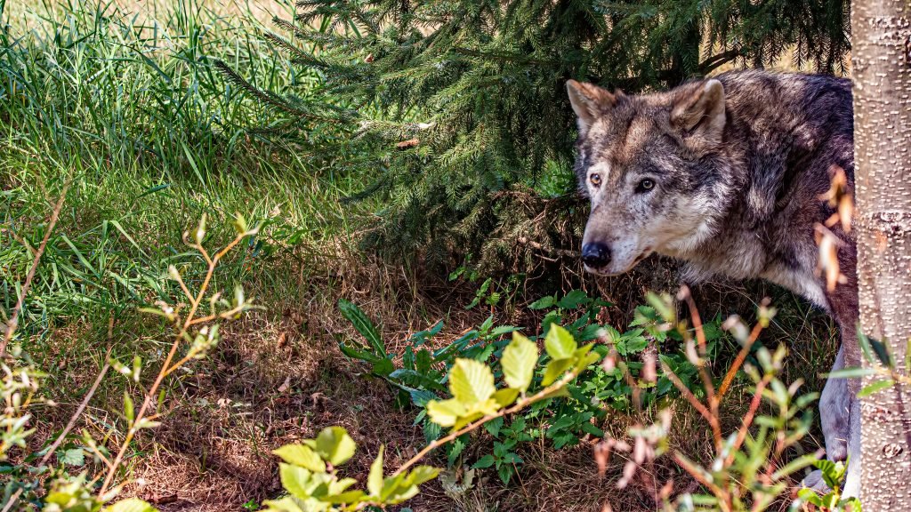 wolf looking from behind a tree.
