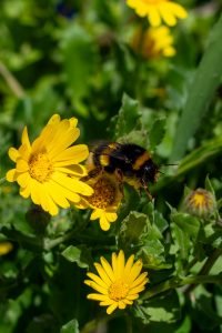 bumblebee leaving a yellow flower to fly to the next