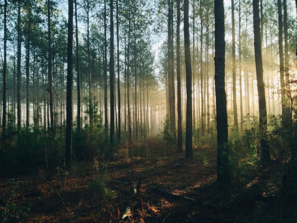 Sun shines through a forest with a lot of high trees.