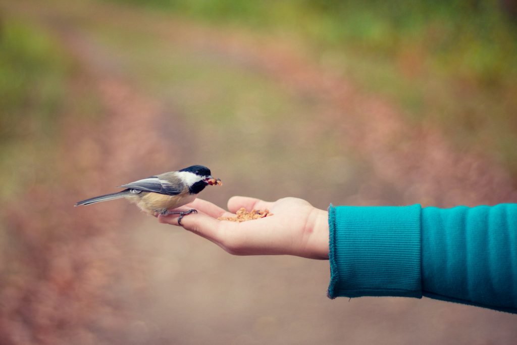 bird feeding on seeds out of a hand.