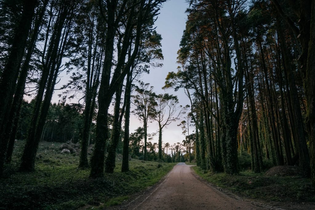 Alternative text: empty road running through a forest with tall trees lit up by the setting sun.