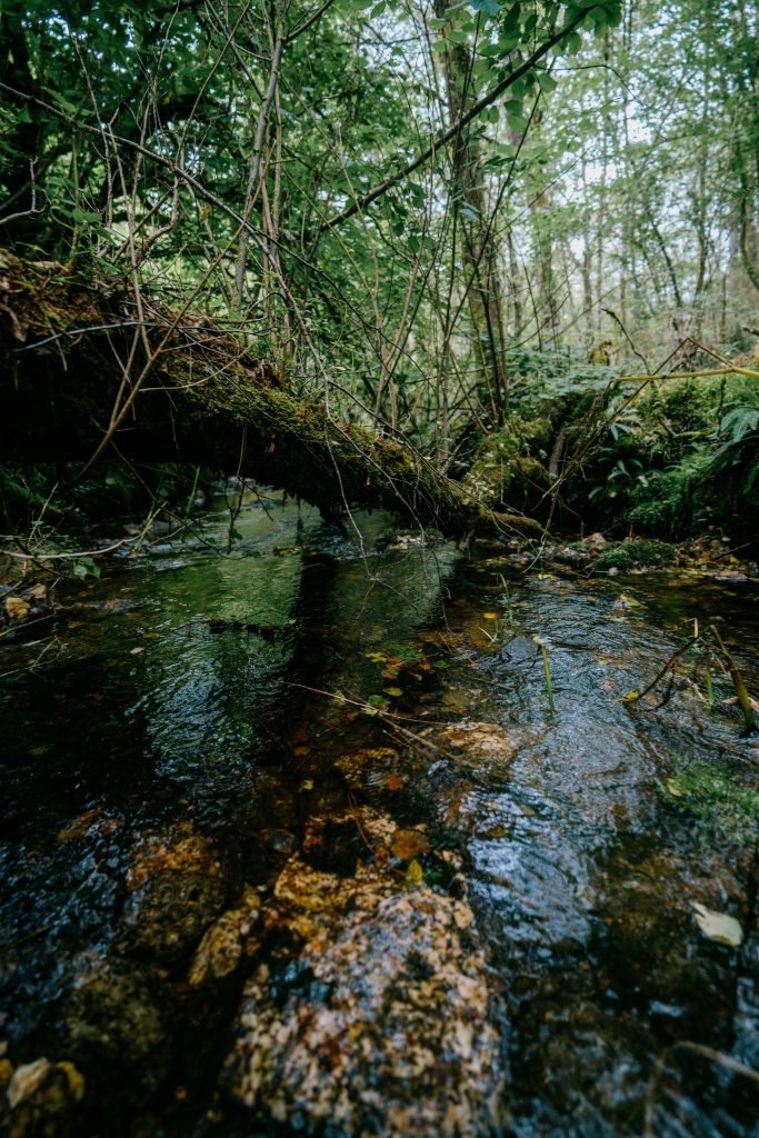 river with fallen tree and branches