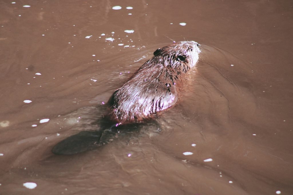 beaver swimming through brown water