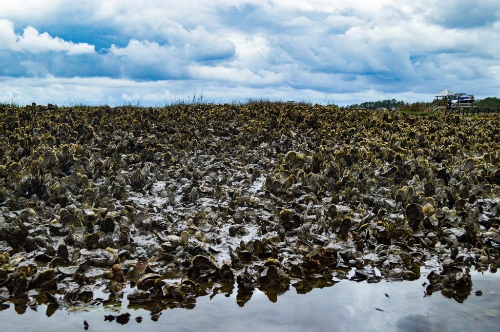 oysters on reef shelf at low tide