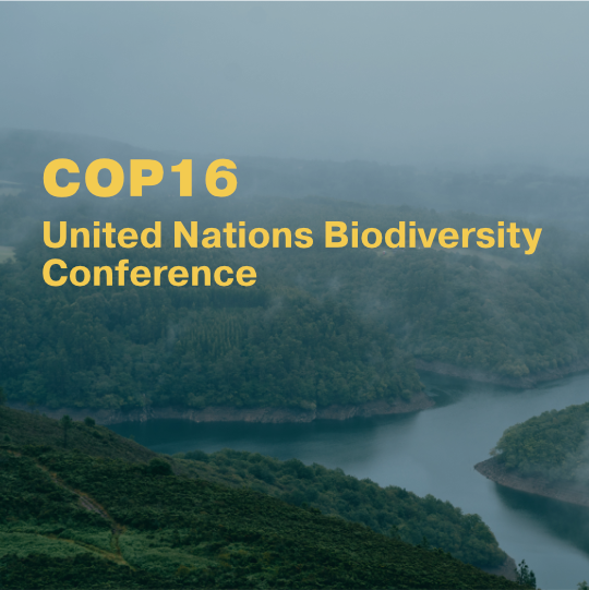 A tile showing some land and river with the writing "COP 16: United nations Biodiversity Conference".