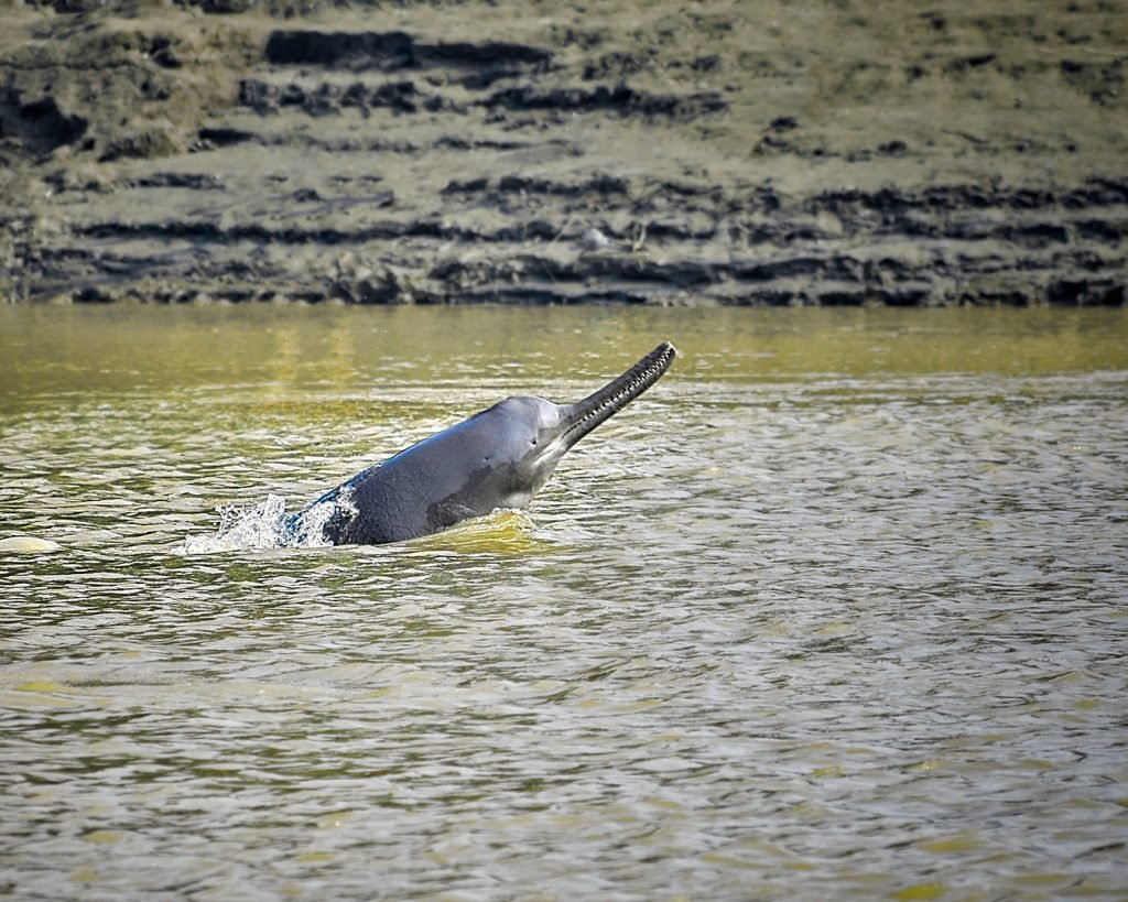 A Ganges river dolphin.