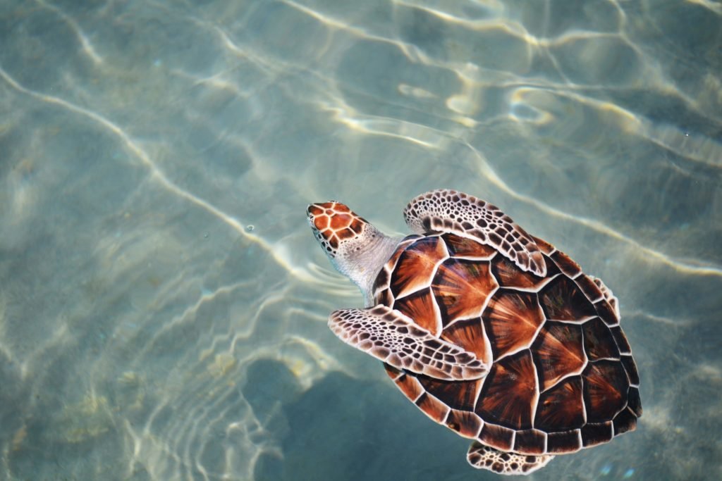A turtle swimming in water.