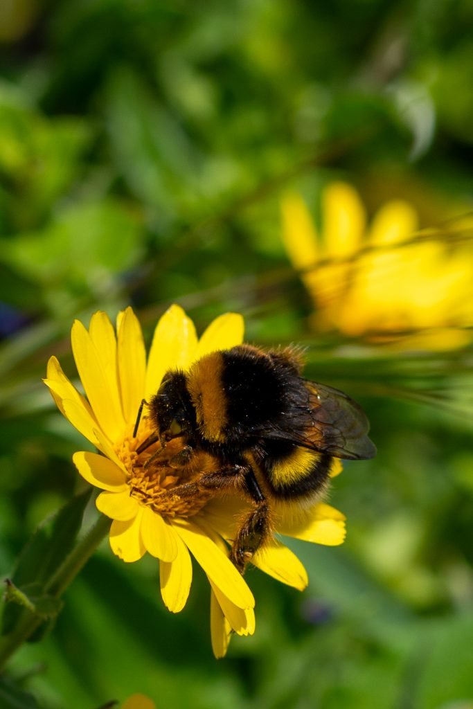 A bumblebee sitting on a yellow blossom.