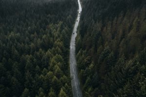road passing through forest