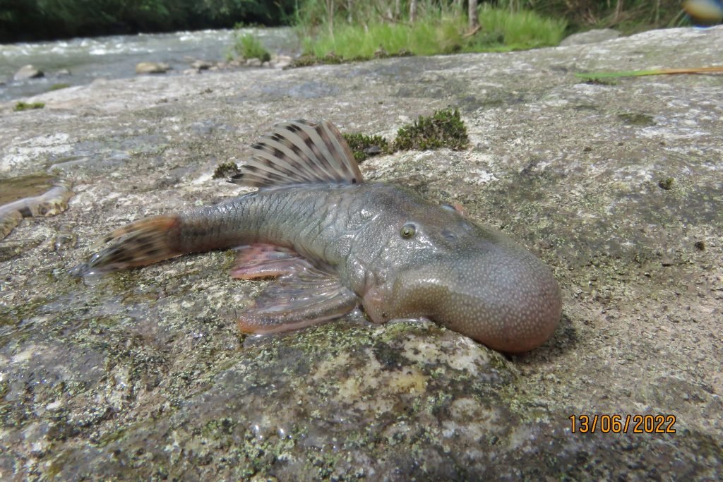 A blob-headed fish lays on the ground.
