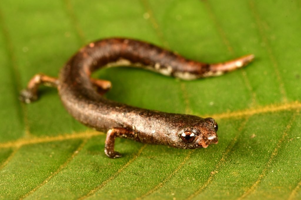 A brown salamander sits on a leaf.