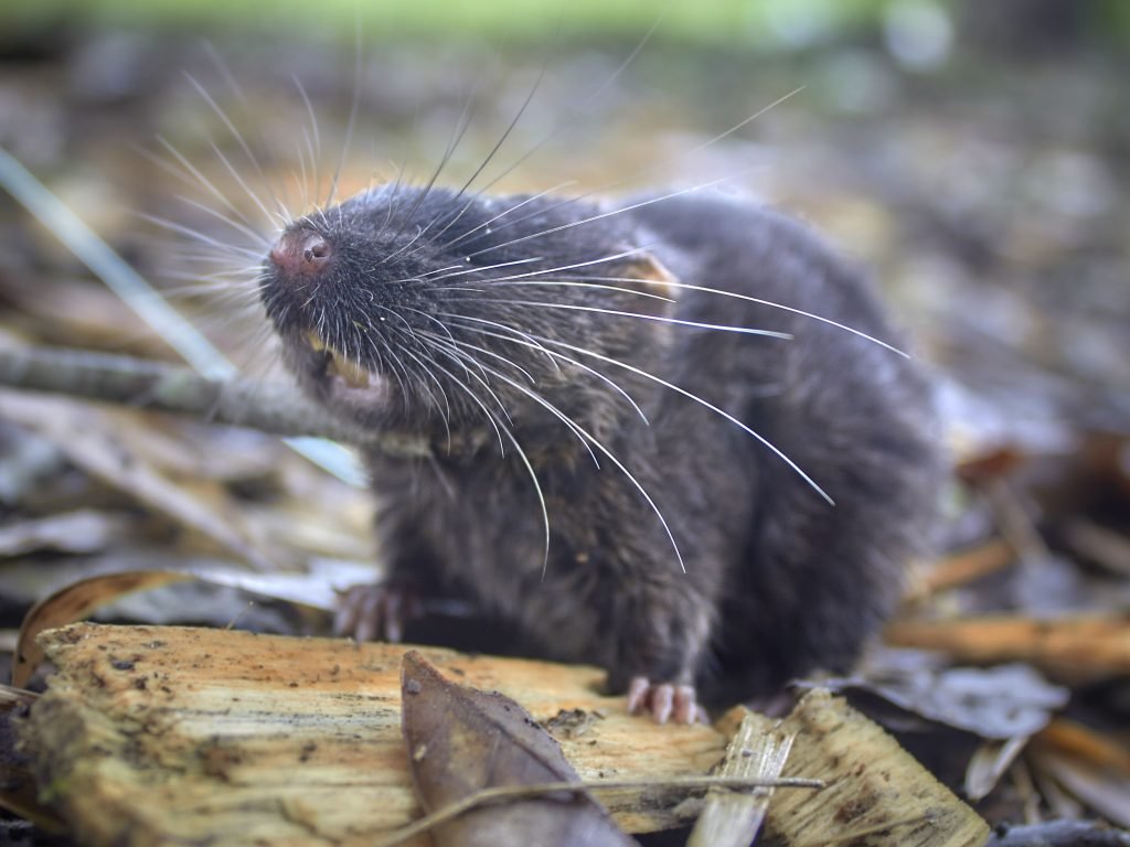 A mouse sits on the ground of a forest.