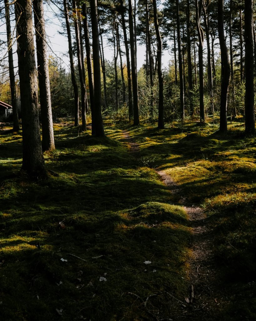 A forest with the sun shining on the ground.