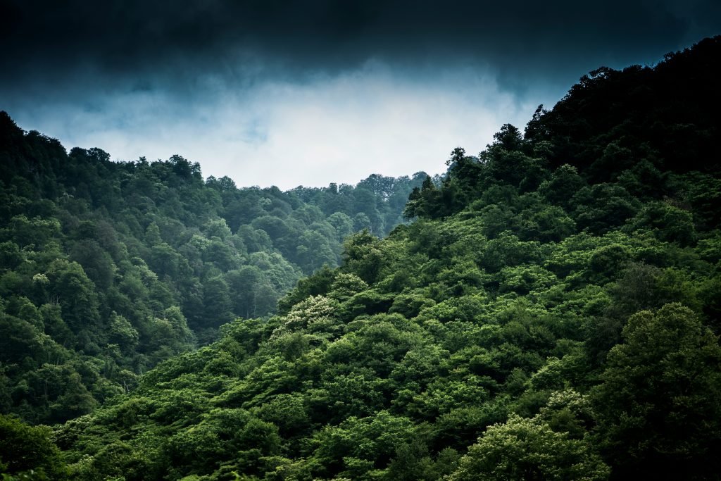 forest canopy with cloudy sky