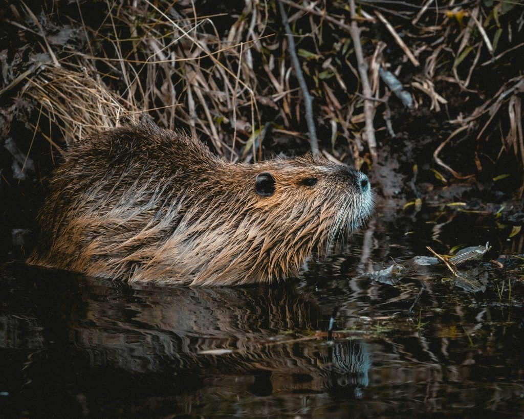 beaver entering a river stream