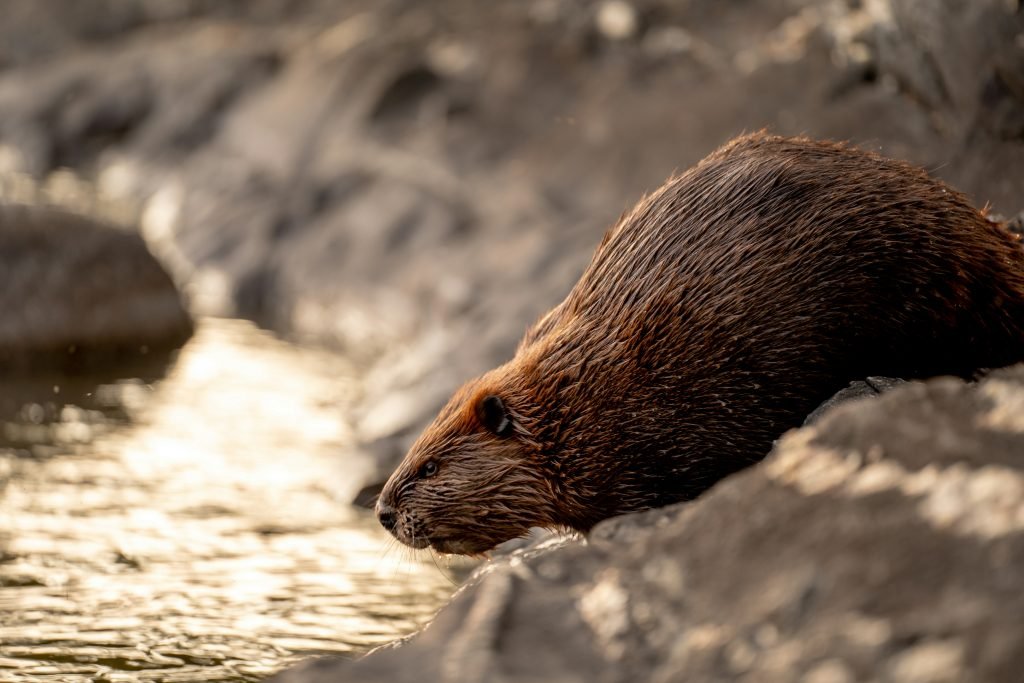 beaver close to a river stream