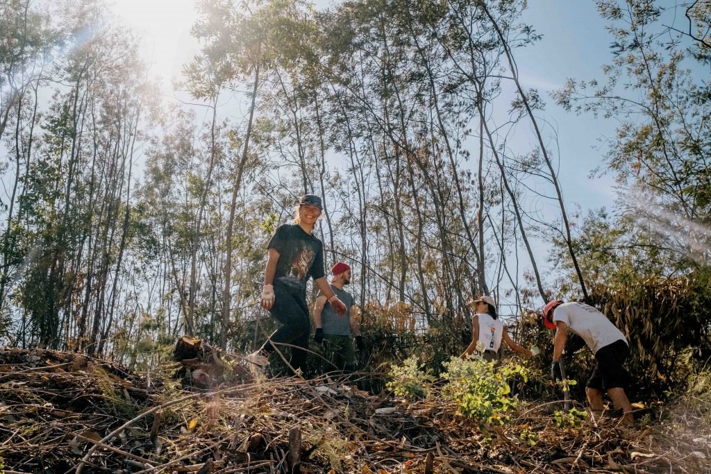 Sylvester Rewilding Eucalyptus Plantation Galicia Action