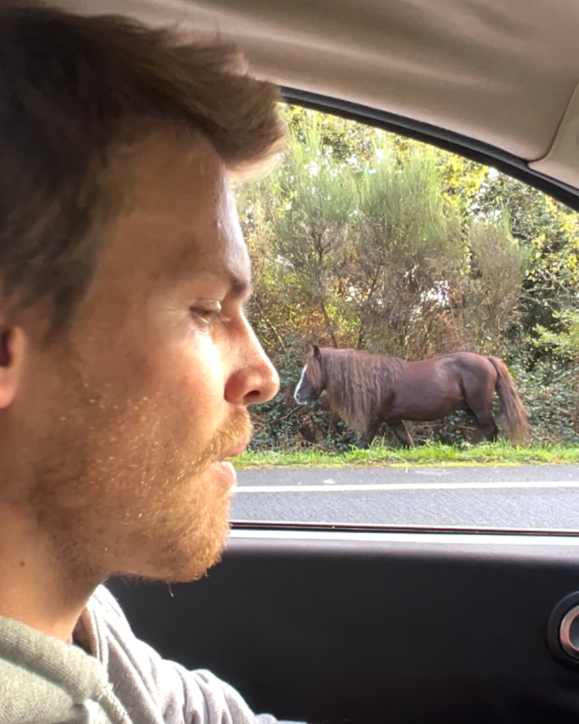 wildhorse encounter on the road