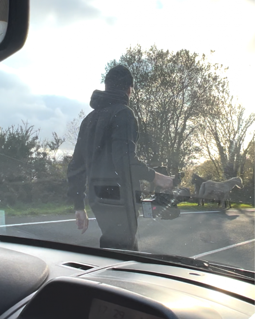 wildhorse encounter on the road