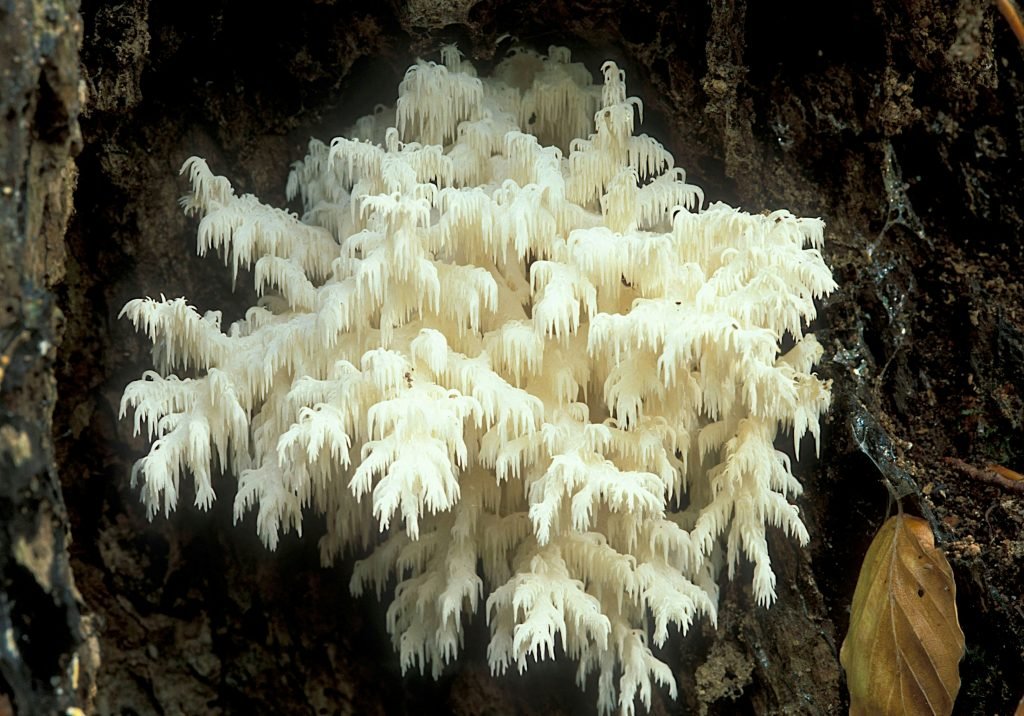 fungie mycilyium