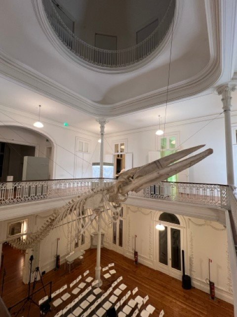 big wahl sklet in the biodiversity galery in porto