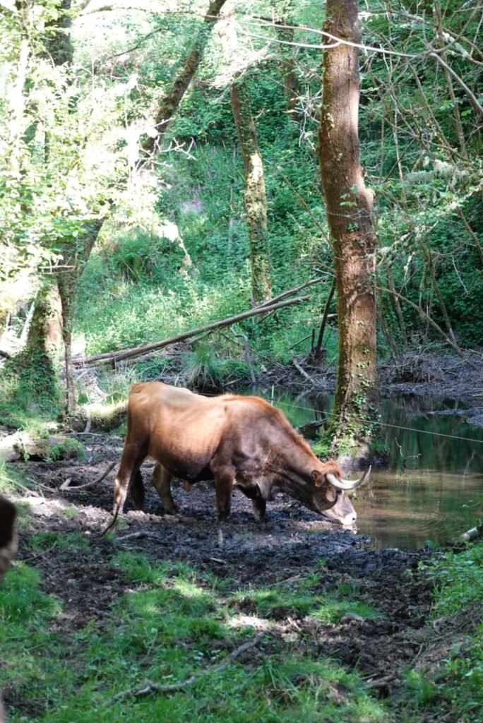 cow in fraga